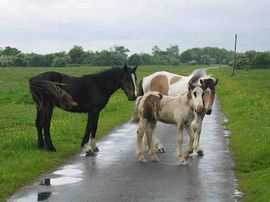 horses on adjacent common 