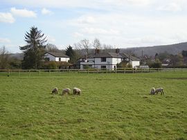 Rear of propertry with lambs 