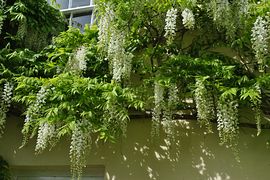 The wisteria in bloom 