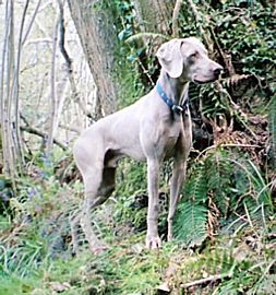 Dieter - the resident weimaraner. 