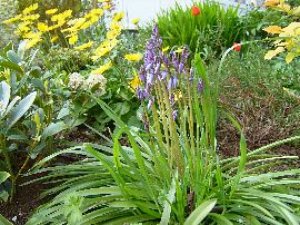 Garden Flowers 