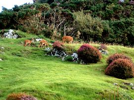 Roe Deer Grazing Beside Polcraig Guest House 