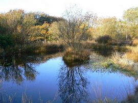 Top pond 