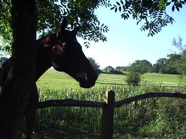 View from bedroom window 