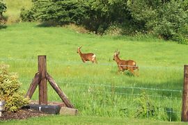 wild deer in our field 