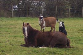 farm pets 