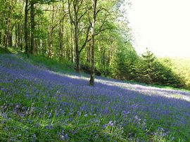 Bluebells in May 