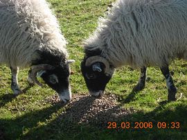 swaledale ewes 