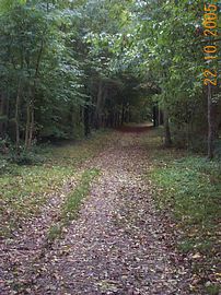 Beech Wood 