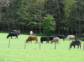 Farm animals grazing 