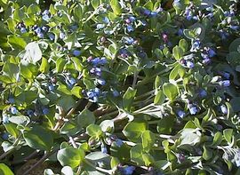 Rare Oyster plant 