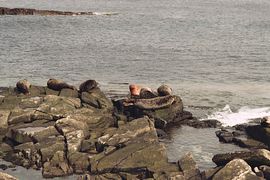 Seals in Breiwick Bay 