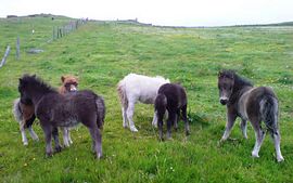 Shetland ponies 