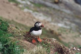 Puffin at Sumburgh 