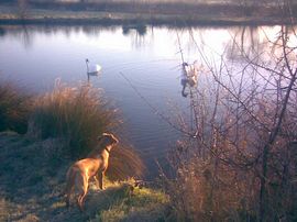 Biscuit and Swans 