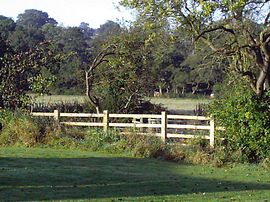 View across the garden 