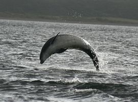 Dolphins at Chanory 