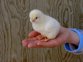 Chick 