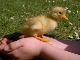 Duckling 