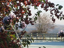 Winter berries on a frosty winter day 