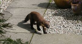 Pine marten on path by our reception door 