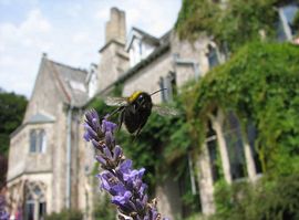 Monkton Wyld Court and Bee 
