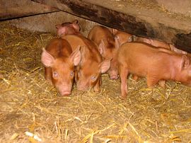 Charlottes piglets 