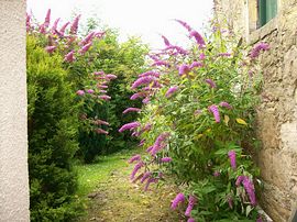 Part of large side garden. 