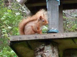 Red Squirrel on Bird Table 