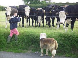 Some of  our cattle here at East Raddon farm  