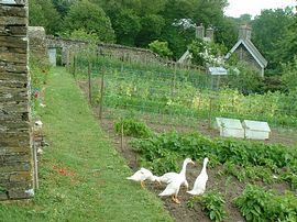 Walled Garden 