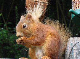 Red Squirrel in the garden 