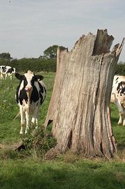 Our Dairy herd 