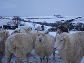 Sheep in the snow 