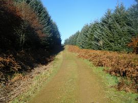 Nearby Forest Walk 