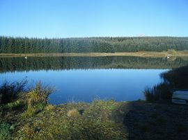 See swans on the Loch - Short walk away 